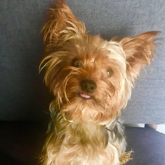 Meet your Posher, Ricardo - Picture 1 of 1